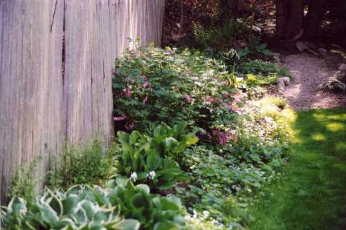 Hosta Border